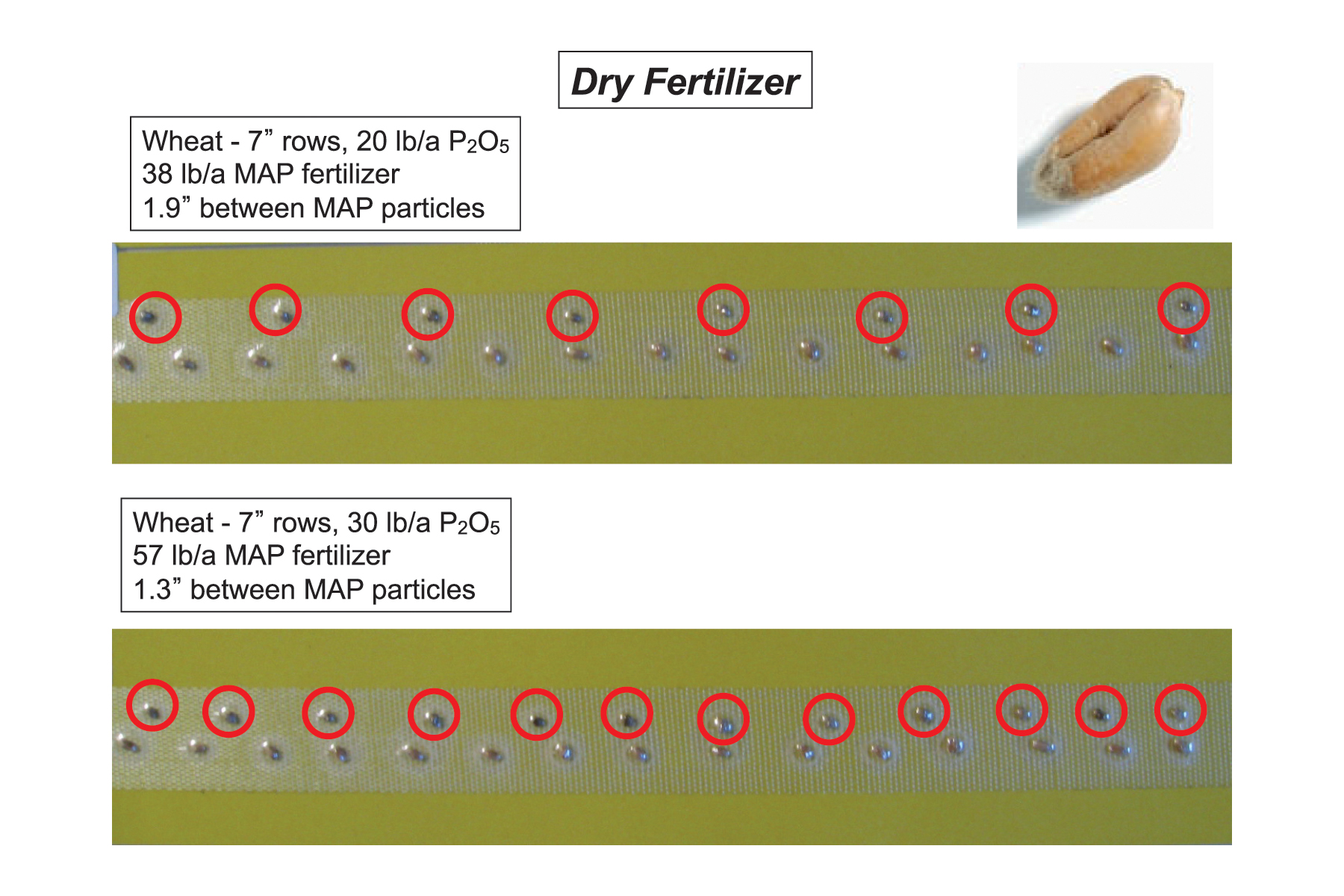Starter Fertilizer Rates Agvise Laboratories