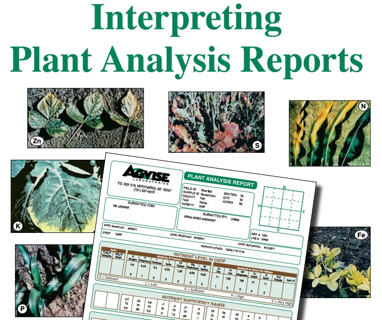 research report on your favourite plant