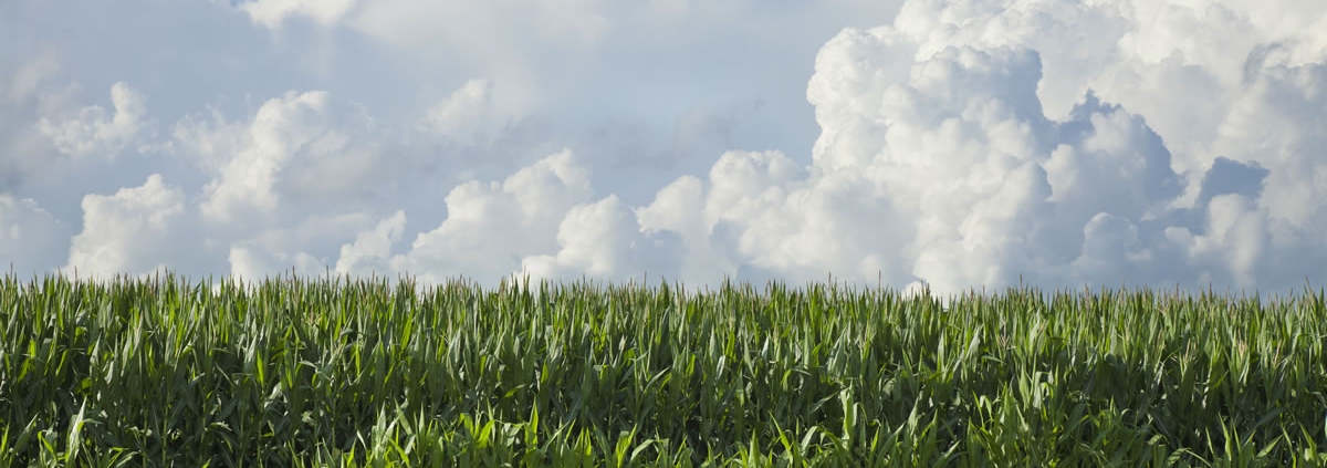 cornfield-sky
