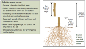 for corn stalk nitrate test article