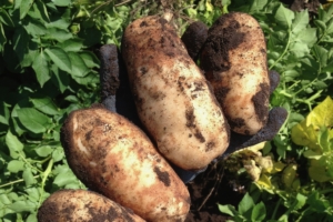 For potato petiole analysis article